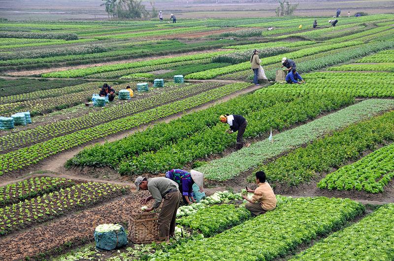 Sustainable ​Practices: Promoting ⁣Eco-Friendly Farming​ Techniques
